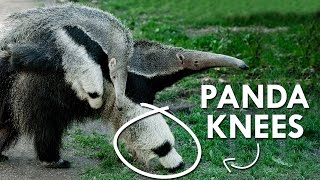 Giant Anteaters have Panda Knees [upl. by Dorena786]