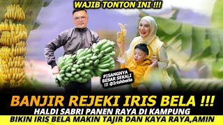 HALDI SABRI PANEN RAYA DI KAMPUNGBIKIN IRIS BELA MAKIN TAJIR DAN KAYA RAYAAMIN [upl. by Drolet677]