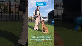 Meet Annie🐶 our Dog of the Day k9mania dogtraining dogbehavior dogshorts [upl. by Norreht]