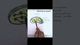 Chloroplast biology NEET biology education humanbiology [upl. by Romeyn]