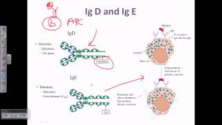 IgD and IgE [upl. by Bohner771]