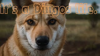 Discover the Dingo Secrets of Australias Wild Dogs [upl. by Ortrud]