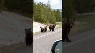 Mama grizzly and her 3 cubs 🤩 [upl. by Kathi]