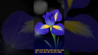 How to plant Aparajita plant at home beautiful flower [upl. by Odlamur819]