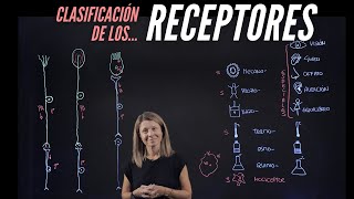 Tipos de receptores sensitivos según su modalidad localización y estructura [upl. by Ayim880]