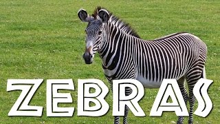 Zebras for Kids Learn all About Zebras  FreeSchool [upl. by Rowney]