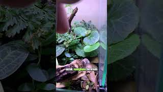 Update Terrarium mini usia 2 bulan [upl. by Gibe928]