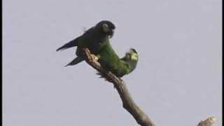 A pair of wild Yellowcollared Macaws in South America [upl. by Chrissy]