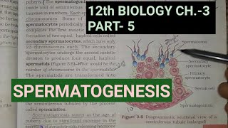 Class 12 biology chapter 3part 5 gametogenesisspermatogenesisStudy with farru [upl. by Hiasi]