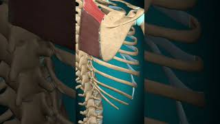 Rhomboid minor muscle action Scapula Elevation  Rotation muscle anatomy [upl. by Kilgore]