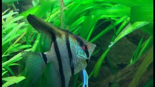 Pterophyllum scalare  Rio Nanay [upl. by Rosemari220]