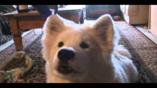 AMAZING TALKING SAMOYED [upl. by Pearla]