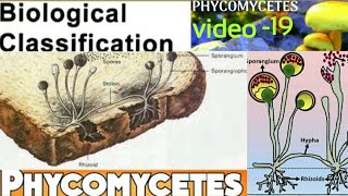 PhycomycetesOomycetesZygomycetesAlgal fungiLate blight of potatowhite rust of crucifer [upl. by Ysor675]