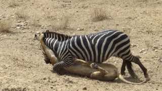 Amazing Lion vs Zebra with unexpected escape [upl. by Elset746]