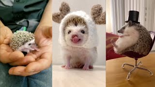 😍 Cute and Funny 😜 Moments with Hedgehogs 🦔 Compilation 🥰 Милые и Смешные 😃 Моменты с Ежами 🦔 [upl. by Cope]