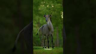 Nilgai Facts That Will Blow Your Mind  trending [upl. by Enywtna559]