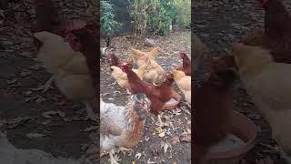 🐓 Daily Routine Scooping Feed Treating Hens amp Gathering Eggs 🥚 [upl. by Ellevel]