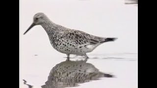 An Identification Guide to the Worlds Calidris Sandpipers [upl. by Meelak228]