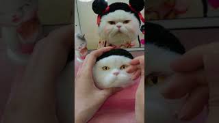 New Work Needle Felted Cat  Needle Felting ASMR  Needle Felting Cats [upl. by Cavanagh]