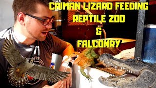 Caiman Lizard Feeding Reptile Zoo and Falconry Update [upl. by Ulland]