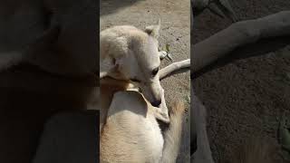 Pale nahe hote na dog doglover trending trendingshorts [upl. by Bushweller577]