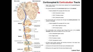 Corticobulbar Tracts EXPLAINED  Cranial Nerve Motor Function [upl. by Tsan]