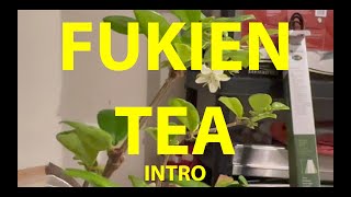 Fukien Tea Tree Bonsai A from Seed  Intro November 2023 bonsai fruit fukien [upl. by Silloc]