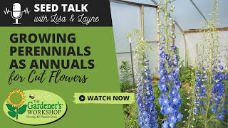 Seed Talk 101  Growing Perennials as Annuals for Cut Flowers [upl. by Tadeas]