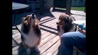 shelties howling one normal and the other is chewbacca [upl. by Abert]