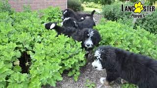 Lively Bernedoodle Puppies [upl. by Alvord454]