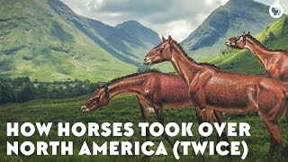 How Horses Took Over North America Twice [upl. by Annadiane12]