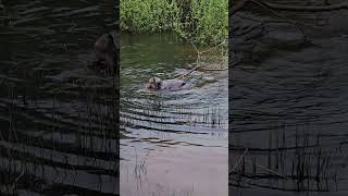 Dog retrieving a tree from the pond Lola the Bedlington Whippet doglover swimming nature [upl. by Intruok663]