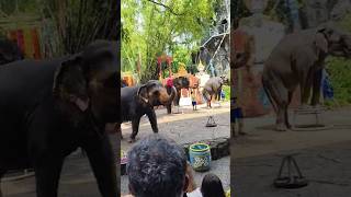 safari park m hathi ka sandar program dekh kar mja aa gya phle nhi dekha hoga Aisa kabhi safarikir [upl. by Gavrila782]