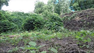 Clearing the Property  HOW TO KILL KUDZU  Without pesticides [upl. by Ulrich]