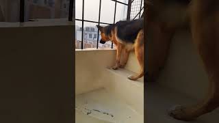 german shepherd dog barking  gsd dog barking  dog barking  puppy barking [upl. by Prendergast263]