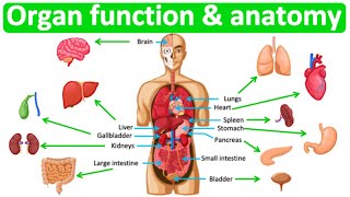 Major organ functions amp anatomy 👫 Quick amp easy learning video [upl. by Shurlocke]