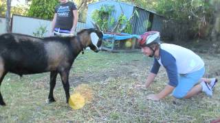 Man vs Goat [upl. by Oralee]