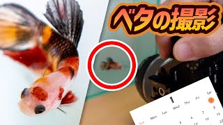 美しい熱帯魚ベタの写真撮影 スマホ壁紙カレンダー用 アクアリウム ベタ プラカット ปลากัด 【ビバアクア】 [upl. by Jaqitsch363]