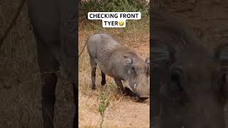 Warthog Turbo V16 engine 🙏SUBSCRIBE🙏 video warthog turbo v16engine kingofjungle funny [upl. by Monto]