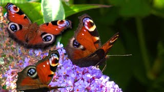 Lets spot butterflies in Vlindertuin De Zindering Tiel Netherlands [upl. by Namad]