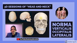 Skull  Norma Verticalis Occipitalis Lateralis  3D Head and Neck Anatomy  Anatomy Lectures [upl. by Coltun]