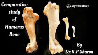 Comparative study of Humerus Bone  Veterinary Osteology  DrKPSharon Nancy Nikhila [upl. by Llechtim]