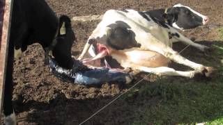 Calf birth at Hansens Farm Fresh Dairy [upl. by Tnahs]