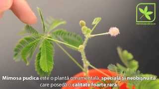 Mimosa pudica  Planta miscatoare [upl. by Notrab]