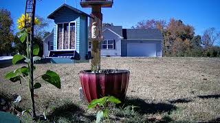 Downy wood pecker scares BluJay [upl. by Jenda]