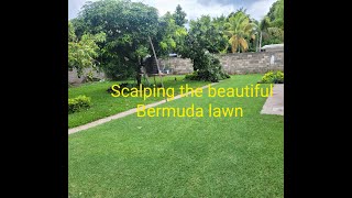 Bermuda lawn scalping [upl. by Sidoeht]