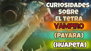 ¡Curiosidades sobre el pez tetra vampiro 😱 [upl. by Enelime]