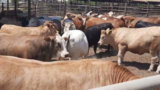 Overview of Intensive System of Cattle Farming [upl. by Ardnasela]