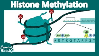 Histone methylation  Histone modification  Gene expression regulation [upl. by Past]