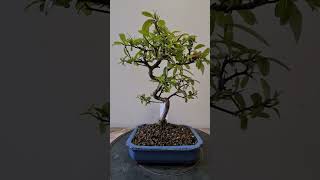 Bonsai Pyracantha [upl. by Brier449]